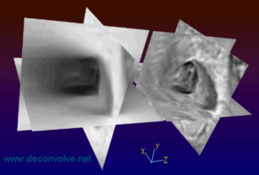 deconvolution microscopy volume rendering